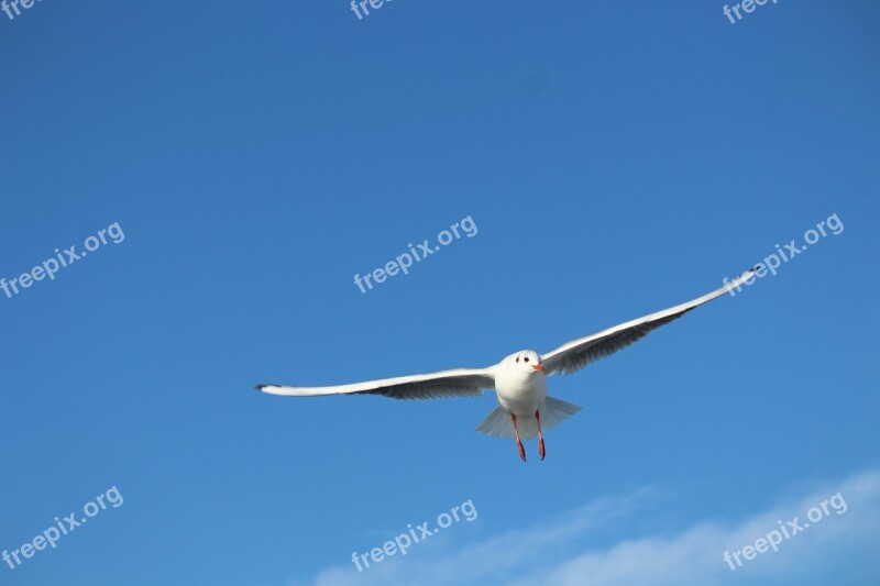 Seagull Bird Gulls Flying Fly