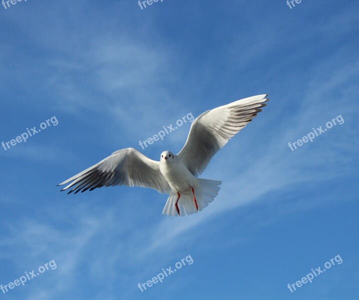 Seagull Bird Gulls Flying Fly