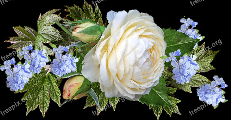 Rose White Flower Plumbago Garden