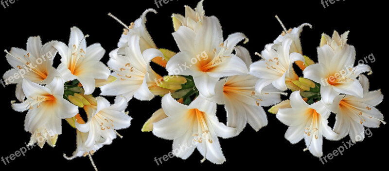 Lilies White Belladonna Easter Lilies Flowers