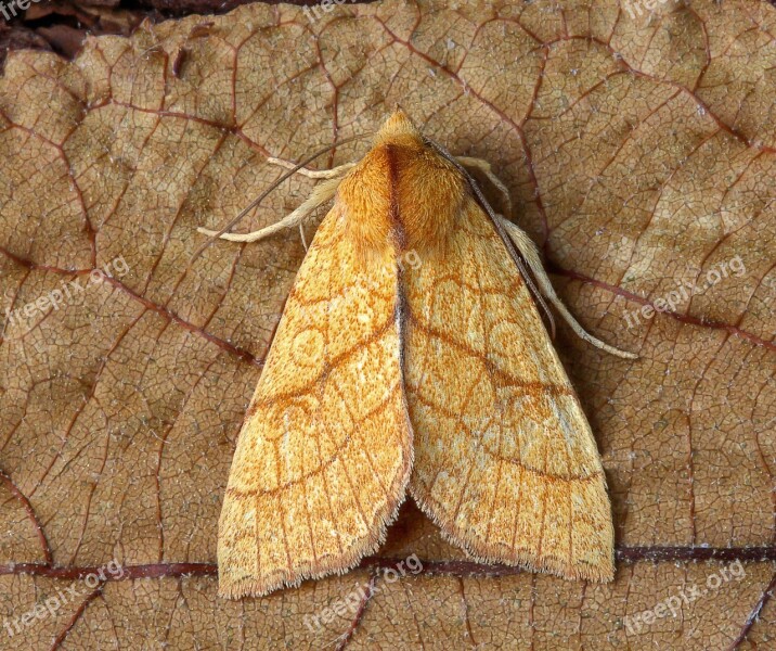 Moth Orange-sallow Wings Pattern Insect