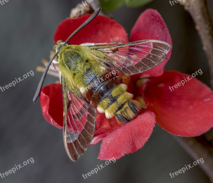 Moth Broad-bordered-bee-hawk-moth Summer Flower Garden