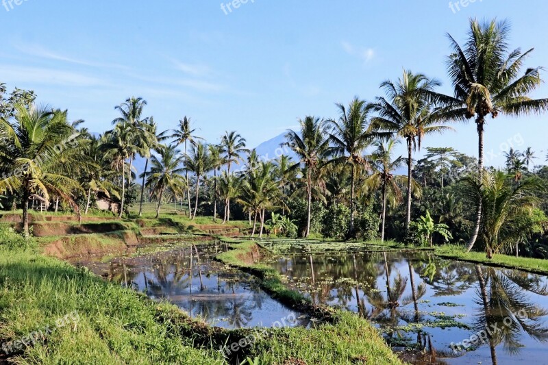 Sunrise Rice Field Palm Trees Java Free Photos