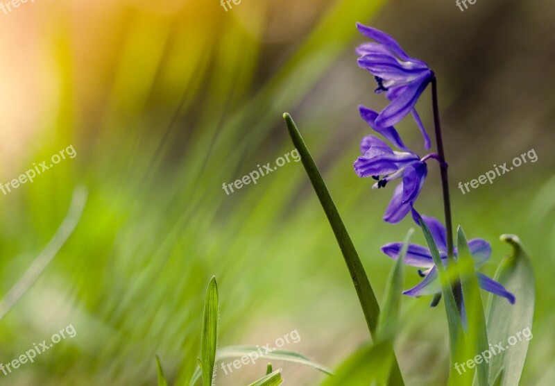 Spring Flowers Blue Ringtones Colorful Meadow