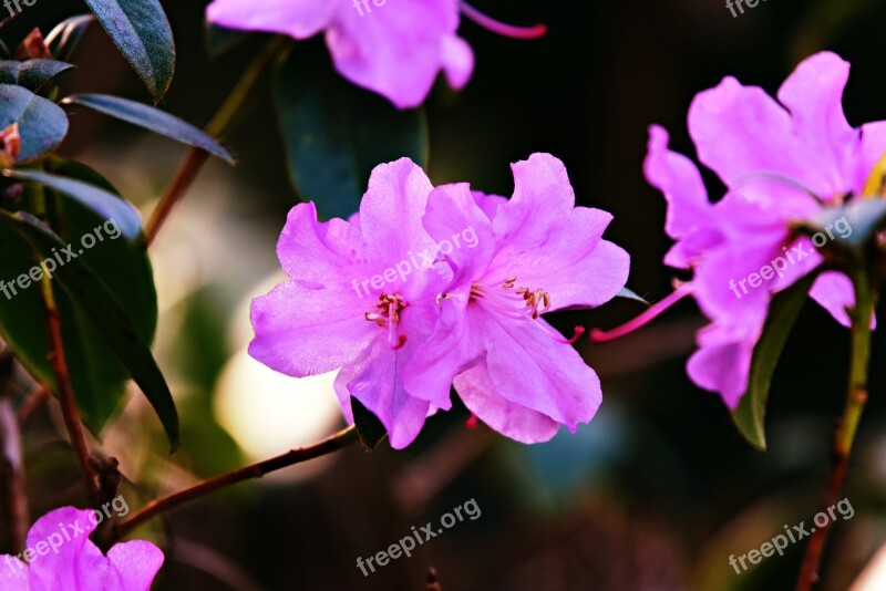 Azalea Flower Shrub Rhododendron Pink