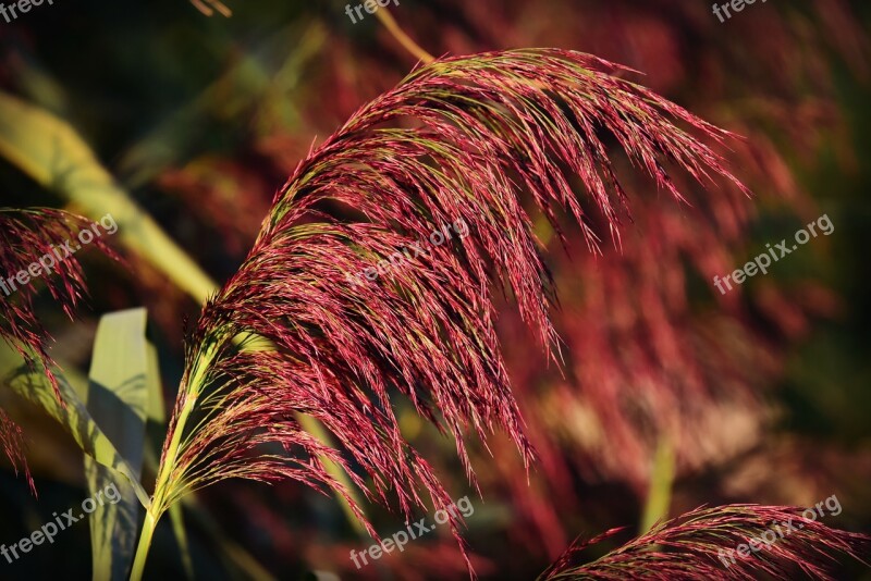 Phragmite Plume Reed Plant Feathery