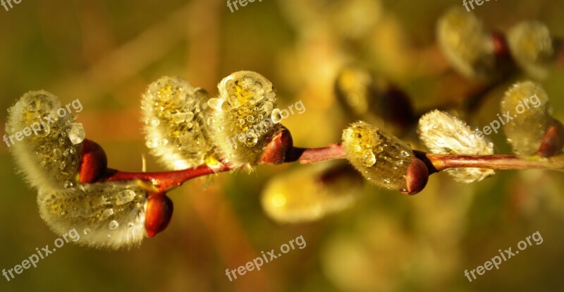 Willow Catkin Palm Kitten Willow Family Salix Bush