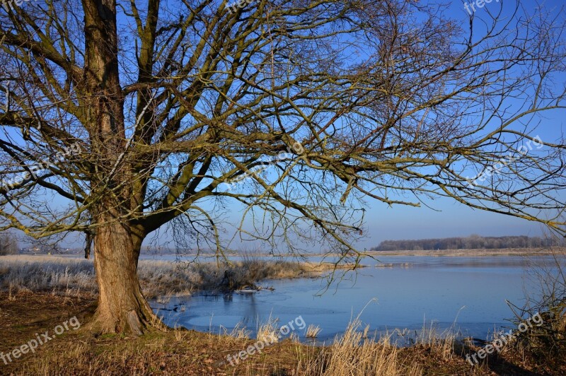 Tree River River Landscape Water Nature