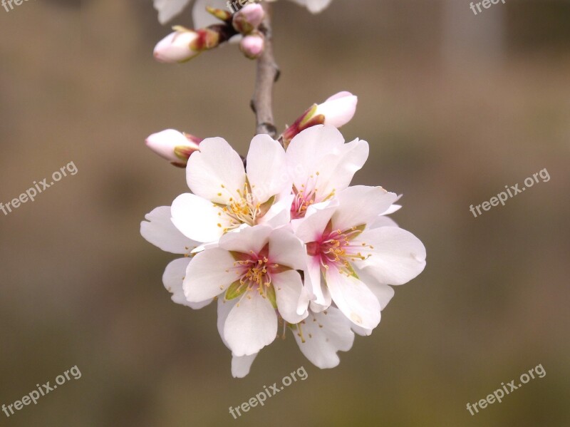 Almond Tree Flower Almond Tree In Blossom Spring Bloom