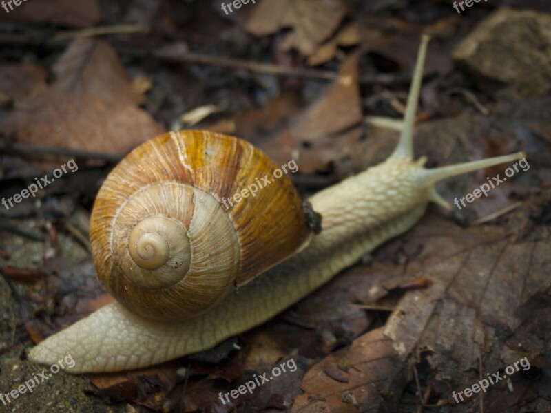 Snail House Autumn Brown Vineyard