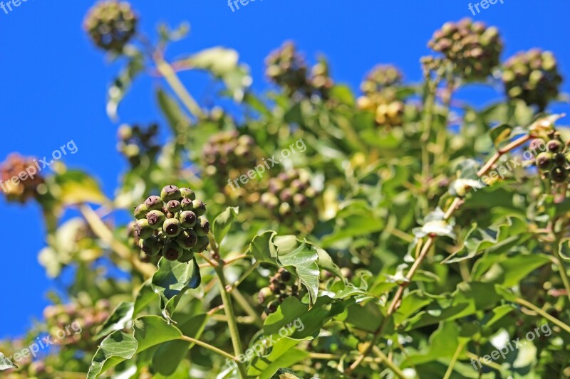 Ivy Garden Nature Climber Plant Ivy Leaf