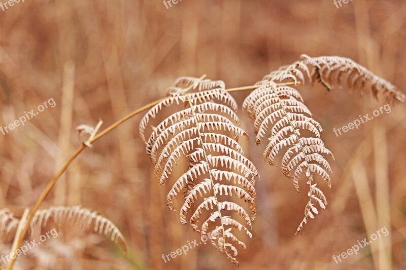 Fern Vetrockneter Fern Transient Plant Forest Fern