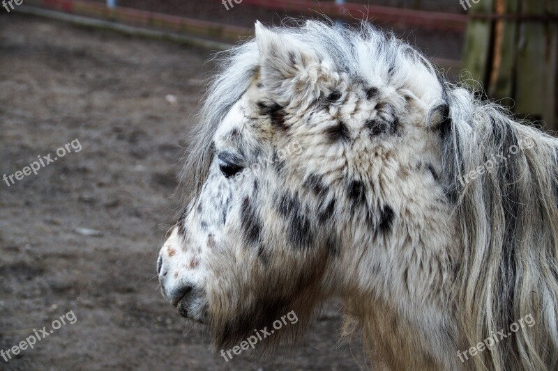 Pony Grasshopper Horse Mane Zoo