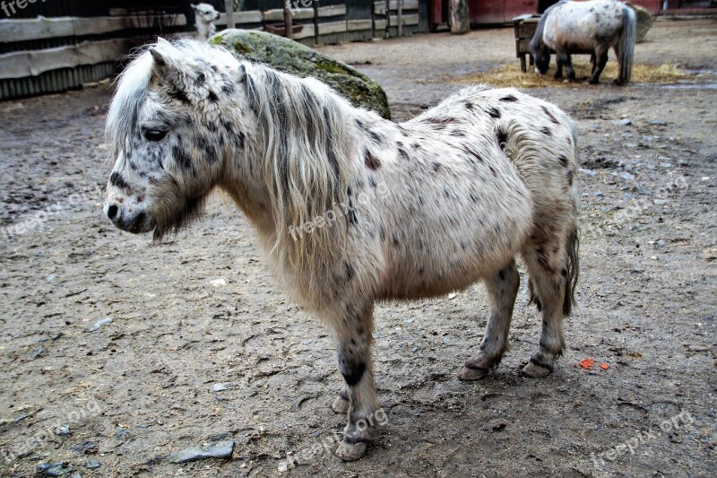 Pony Grasshopper Horse Mane Zoo