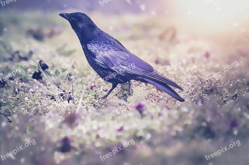 Raven Blackbird Bird Crow Meadow