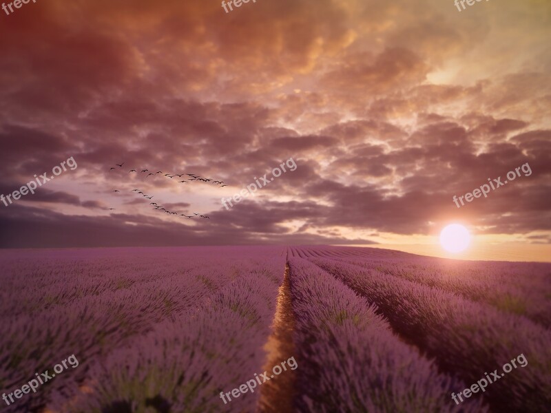 Landscape Sunset Lavender Field Field Lavender