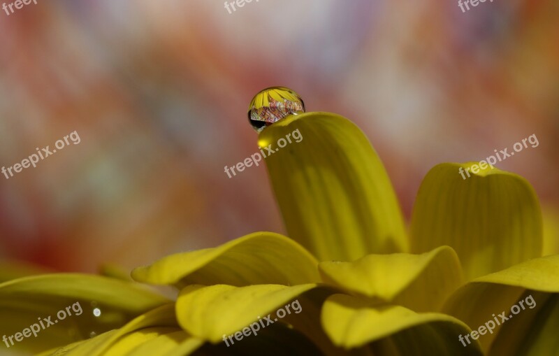 Drops Water Macro Flower Refractive