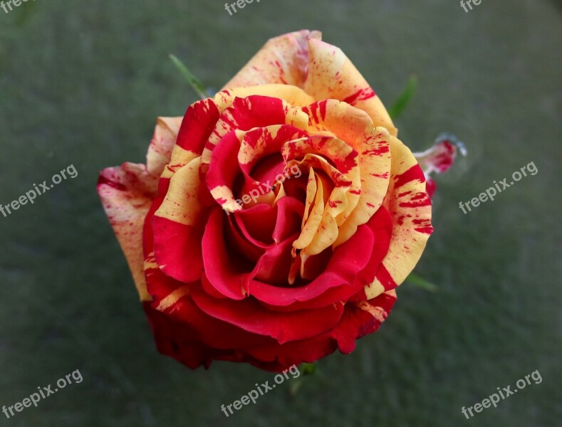 Rose Red Yellow Flower Petals