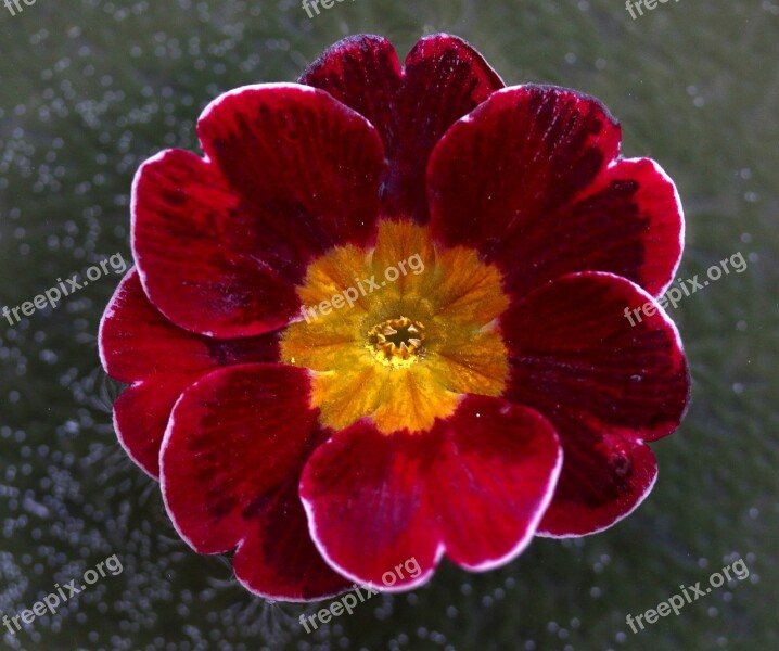 Flower Water Waterline Red Yellow