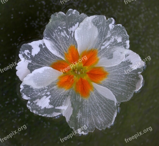 Flower Water Waterline White Wet