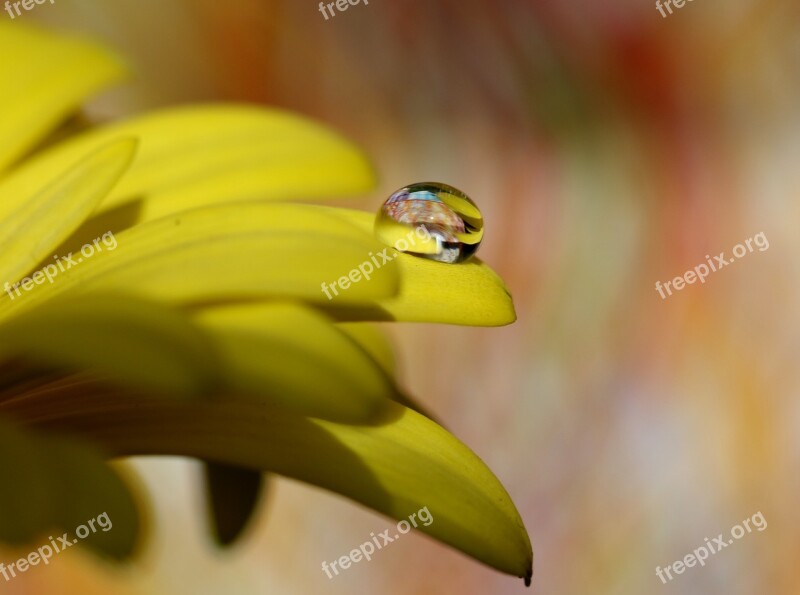 Drops Water Macro Flower Refractive