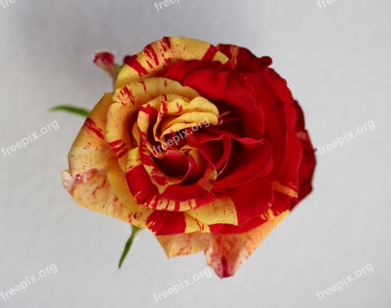 Rose Red Yellow Flower Petals