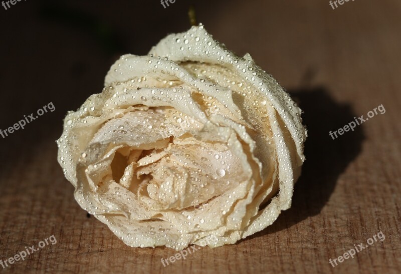 Rose White Drops Wet Flower