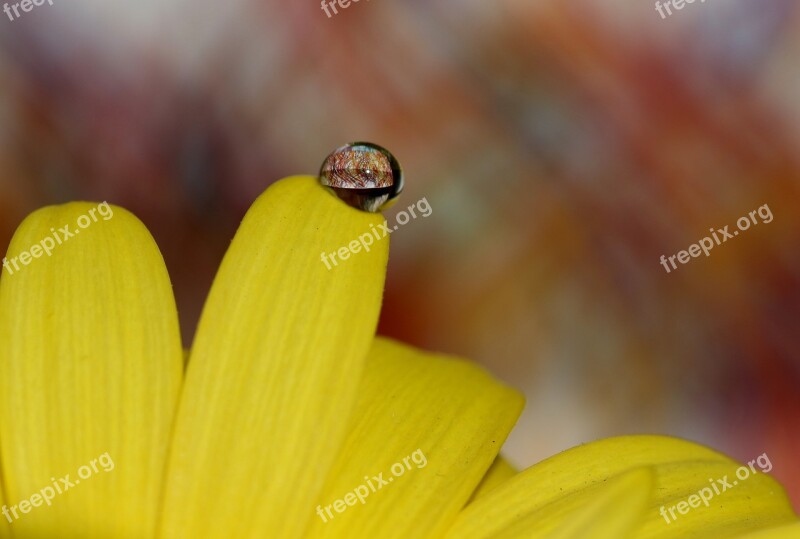 Drops Water Macro Flower Refractive