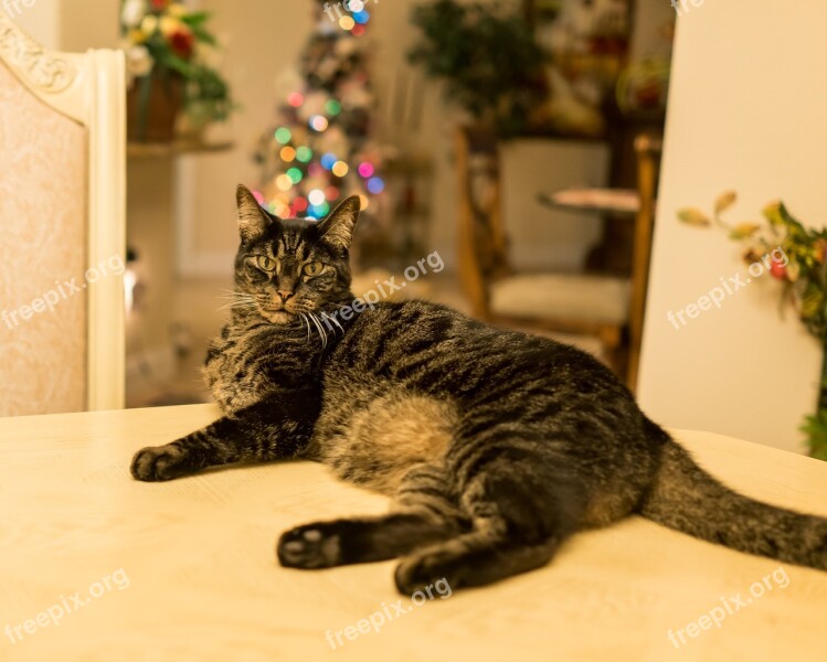 Cat Tabby Gray Stripes Green Eyes