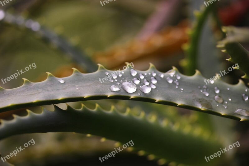 Nature Drops Leaf Droplet Plant