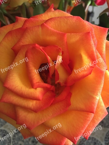 Rose Orange Flower Bloom Nature