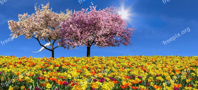 Nature Landscape Emotions Spring Flowers