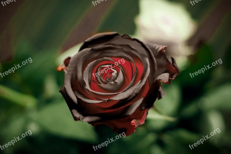 Black Rose Flower Red Decoration Beauty