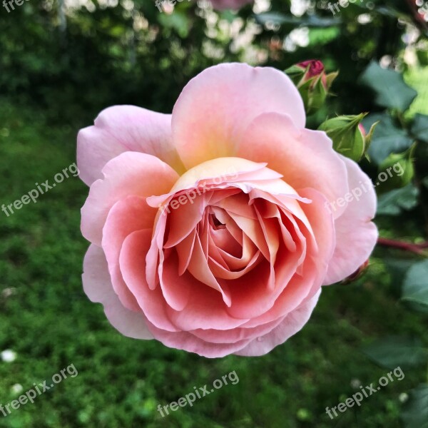 Flowers Roses Pink Rose Free Photos