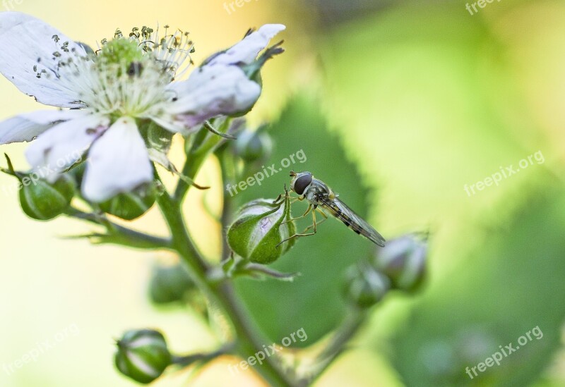 Garden Plant Close Up Summer Blackberry