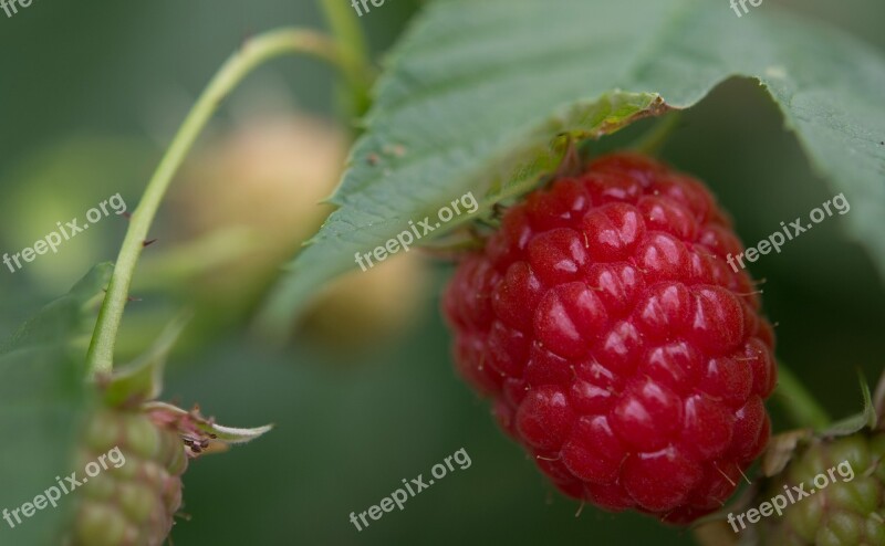 Raspberry Raspberries Fruits Fruit Red