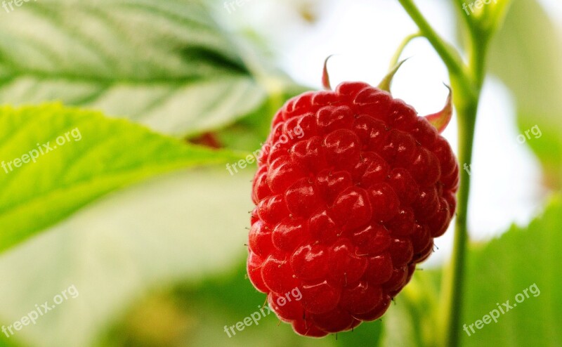 Raspberry Raspberries Fruits Fruit Red