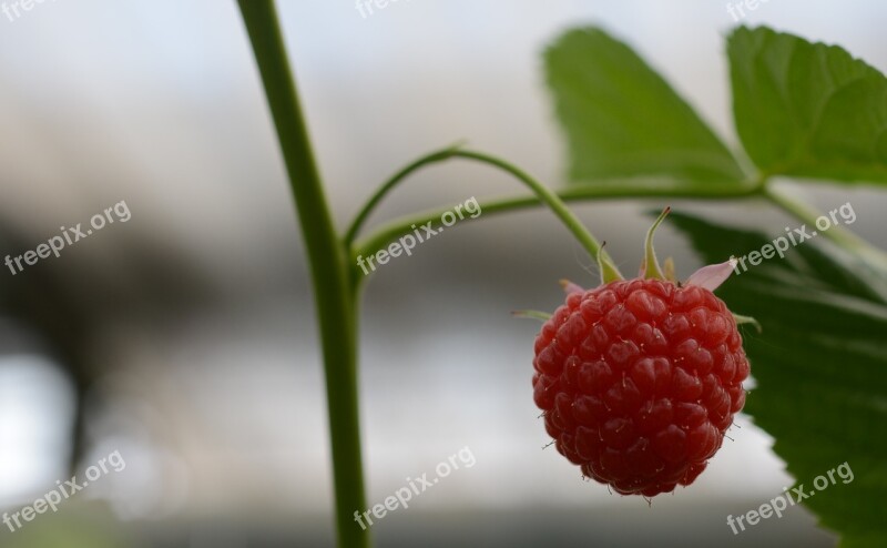 Raspberry Raspberries Fruits Fruit Red