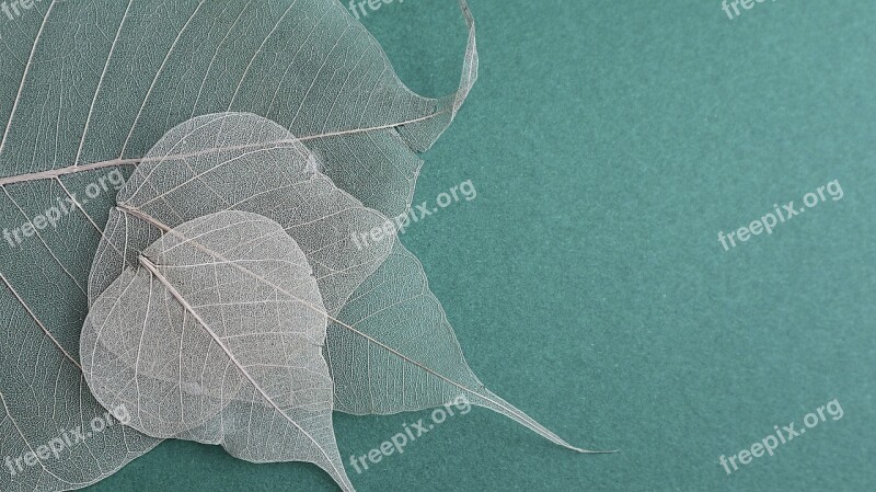 Leaves Background Color Wallpaper Paper