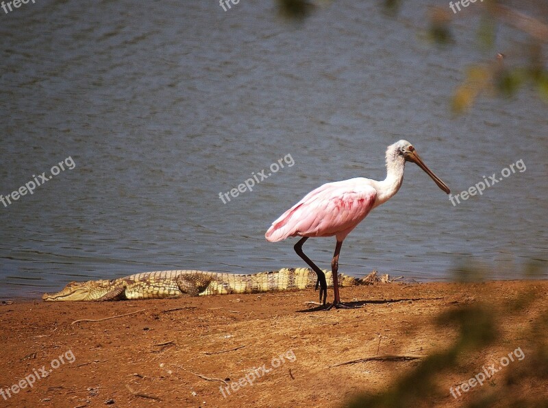 Roseate Spoonbill Bird Nature Tropical Lake