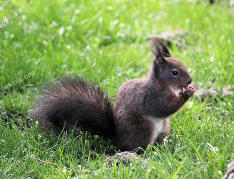 The Squirrel Rodent Mammal Animal Food