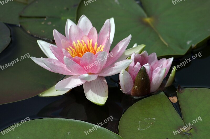 Water Lily Pond Water Aquatic Plant Nuphar Lutea