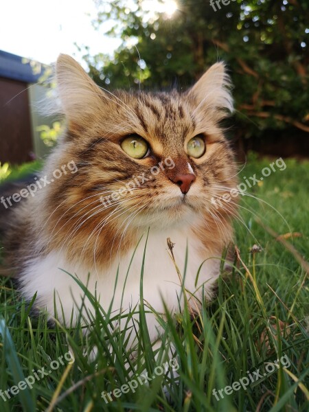 Siberian Cat Cat Animal Pet Whiskers