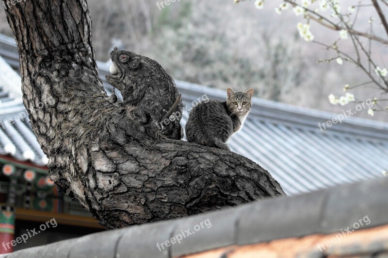 Cat Animal Temple Korea Korea Co Ltd