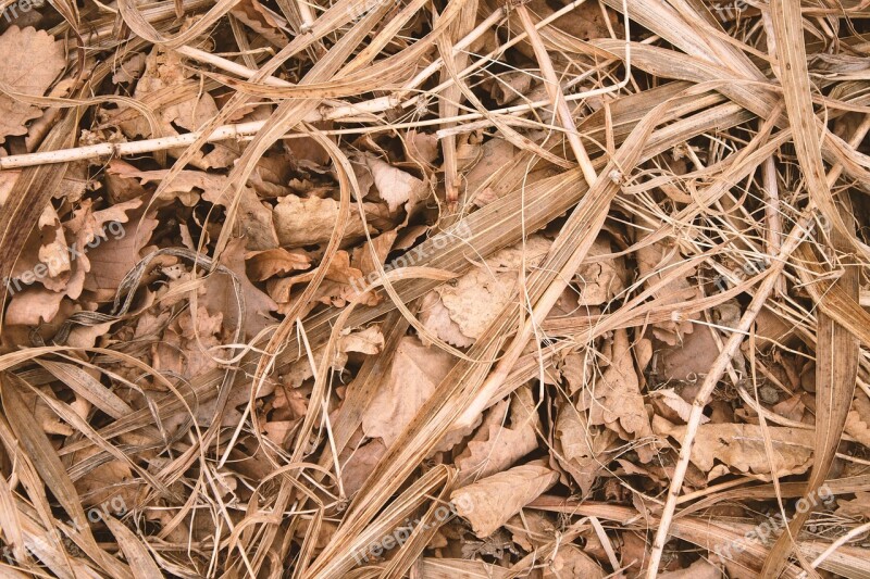 Grass Autumn Nature Atmosphere Leaves