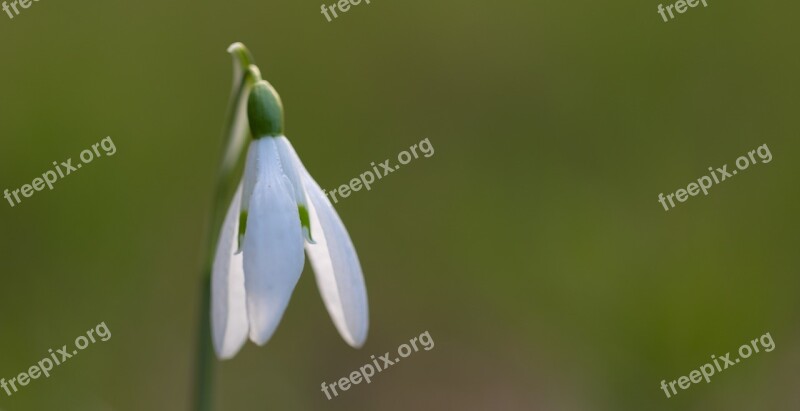 Snowdrop Spring Flower Plant Nature