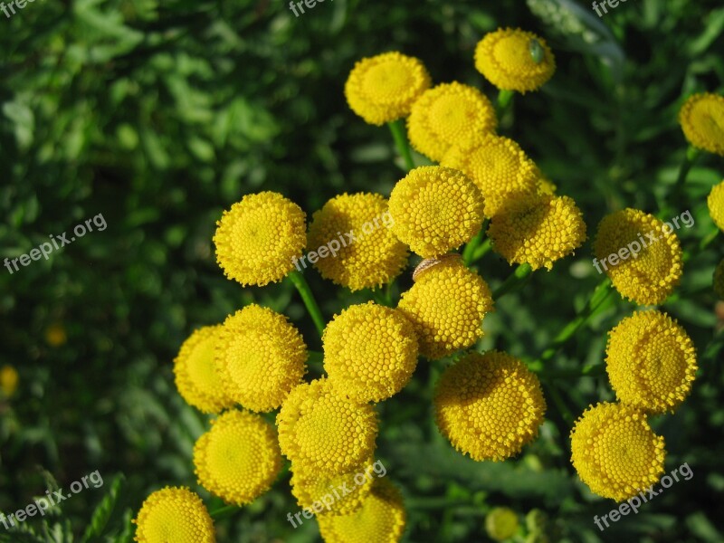 Tansy Flowers Nature Flora Yellow