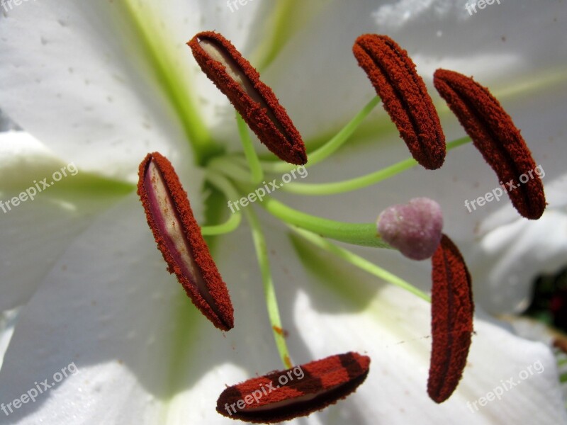 Stamens Pistil Flower Lily Flora