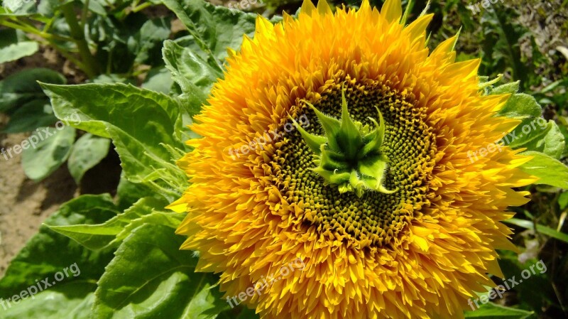 Flower Sunflower Yellow Summer Flora