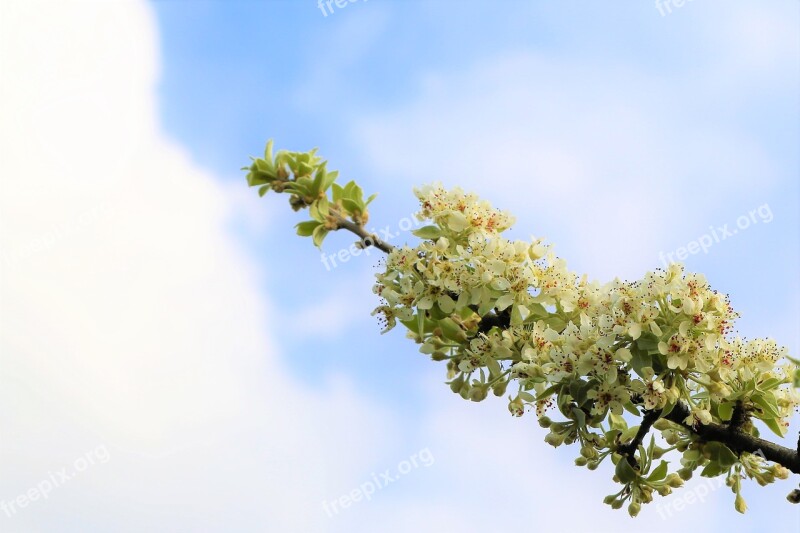 Flower Nature Branch Tree Plant